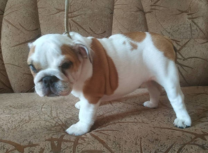 Photo №1. english bulldog - for sale in the city of Vitebsk | negotiated | Announcement № 6914