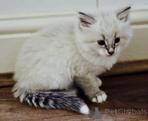 Photo №1. siberian cat - for sale in the city of Barsel | 258$ | Announcement № 160194