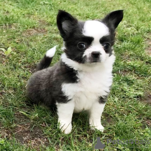 Photo №2 to announcement № 13388 for the sale of chihuahua - buy in Sweden private announcement