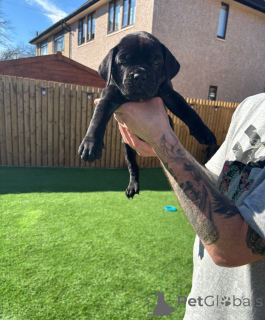 Photo №3. Purebred Cane Corso Puppies for sale.. Austria