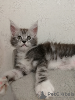 Photo №1. maine coon - for sale in the city of Los Angeles | 1500$ | Announcement № 36943