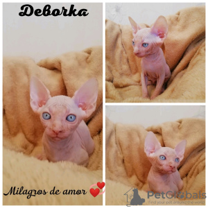 Photo №1. sphynx-katze - for sale in the city of Kemerovo | 70$ | Announcement № 7275