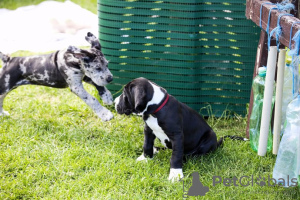 Photo №1. great dane - for sale in the city of Geneva | 740$ | Announcement № 104353