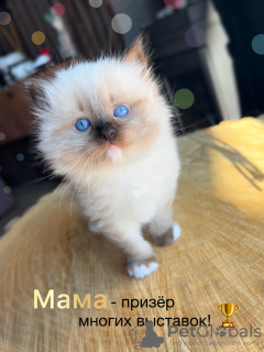 Photo №1. ragdoll - for sale in the city of Москва | 1562$ | Announcement № 98867