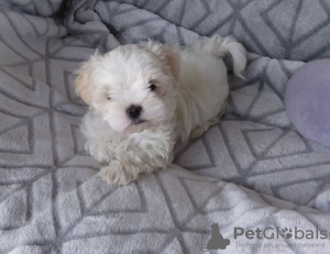 Photo №2 to announcement № 107534 for the sale of maltese dog - buy in Austria private announcement