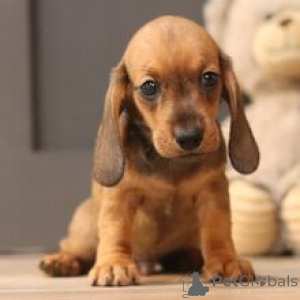 Photo №3. Meet Lesley Outstanding Male Miniature Dachshund Puppy Ready to Leave Today. Germany