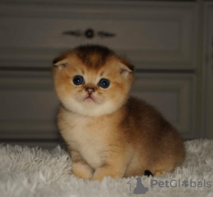 Photo №1. scottish fold - for sale in the city of Minsk | 101$ | Announcement № 10809