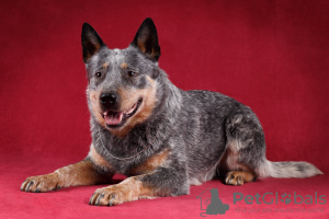 Photo №1. australian cattle dog - for sale in the city of Minsk | negotiated | Announcement № 110246