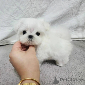 Photo №2 to announcement № 137791 for the sale of maltese dog - buy in Canada private announcement