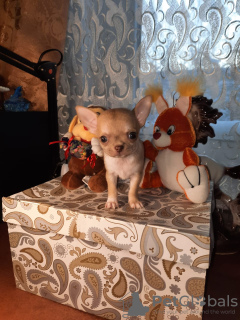 Photo №1. chihuahua - for sale in the city of Ковров | 409$ | Announcement № 8756