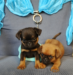 Photo №2 to announcement № 167165 for the sale of petit brabançon - buy in Russian Federation private announcement