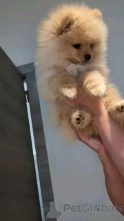 Photo №2 to announcement № 175234 for the sale of pomeranian - buy in Switzerland 