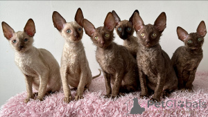 Photo №1. cornish rex - for sale in the city of ANSUBRG | negotiated | Announcement № 164263