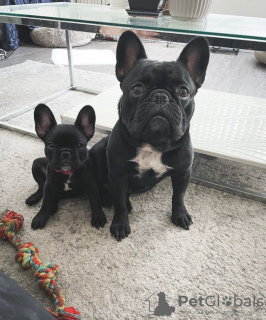 Photo №1. french bulldog - for sale in the city of Флорида Сити | 900$ | Announcement № 87221
