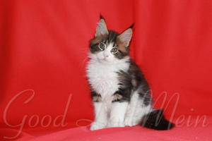 Additional photos: Maine Coon. Kittens