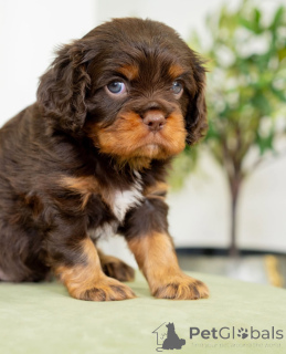 Photo №1. cavalier king charles spaniel - for sale in the city of Dalarna | negotiated | Announcement № 155454