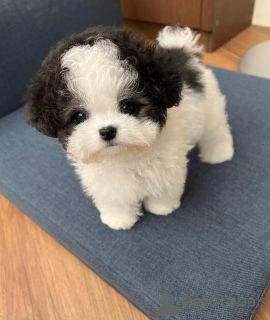 Photo №3. Adorable Teacup Poodle Puppies Available Male And Female. Puerto Rico