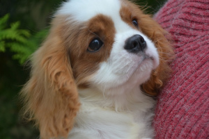 Photo №2 to announcement № 3532 for the sale of cavalier king charles spaniel - buy in Belarus private announcement