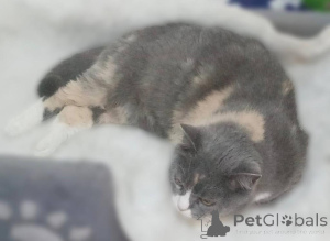 Photo №4. I will sell  in the city of Khimki. from the shelter - price - Is free