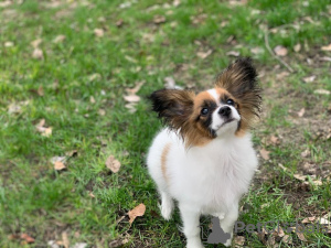 Photo №1. papillon dog - for sale in the city of Dnipro | 898$ | Announcement № 42744