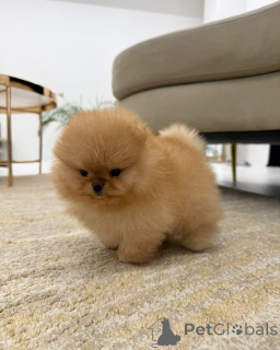 Photo №1. pomeranian - for sale in the city of Espoo | 467$ | Announcement № 166770