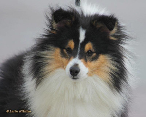 Photo №4. I will sell shetland sheepdog in the city of Minusinsk. from nursery - price - 273$