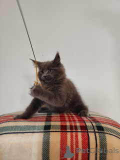 Photo №2 to announcement № 137753 for the sale of maine coon - buy in Germany private announcement