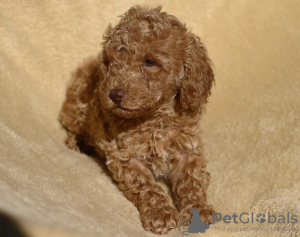 Photo №4. I will sell poodle (toy) in the city of Zrenjanin. breeder - price - negotiated