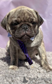 Photo №1. pug - for sale in the city of Geilenkirchen | 392$ | Announcement № 158712