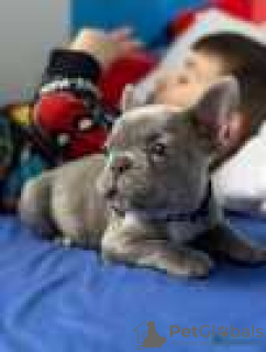 Photo №1. french bulldog - for sale in the city of Clifton | 500$ | Announcement № 128159