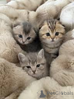 Photo №1. scottish fold - for sale in the city of Krakow | 413$ | Announcement № 173297