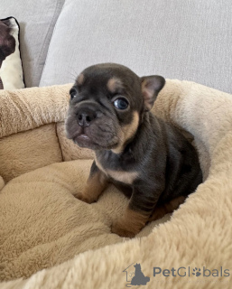 Photo №1. french bulldog - for sale in the city of Cádiz | 413$ | Announcement № 172870