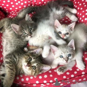 Photo №3. Amerikanische Kurzhaarkätzchen zur Adoption. Germany