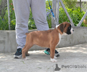 Photo №1. boxer - for sale in the city of Antwerp | negotiated | Announcement № 169054