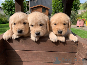 Photo №2 to announcement № 115952 for the sale of golden retriever - buy in Germany 