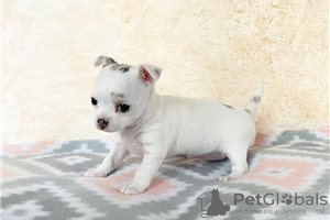 Photo №1. non-pedigree dogs - for sale in the city of Bamberg | Is free | Announcement № 116457