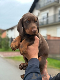 Photo №3. Doberman puppies, black and brown. Serbia
