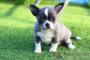 Photo №1. chihuahua - for sale in the city of St. Petersburg | 1183$ | Announcement № 13732
