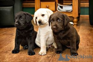 Photo №1. labrador retriever - for sale in the city of Ceske Budejovice | negotiated | Announcement № 170697