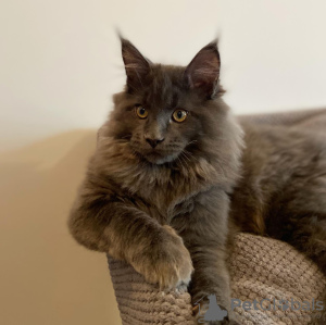 Photo №1. maine coon - for sale in the city of Lviv | 600$ | Announcement № 41064