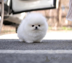 Photo №2 to announcement № 109508 for the sale of pomeranian - buy in Germany private announcement