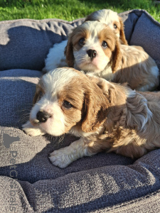 Photo №2 to announcement № 175521 for the sale of american cocker spaniel, english cocker spaniel, english springer spaniel, welsh springer spaniel, irish water spaniel, cavalier king charles spaniel, cavalier king charles spaniel, clumber spaniel, russian spaniel, tibetan spaniel - buy in Sweden private announcement, from nursery, breeder