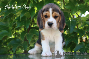 Photo №1. beagle - for sale in the city of Riyadh | 500$ | Announcement № 105174