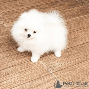 Photo №4. I will sell pomeranian in the city of Saarbrücken. private announcement - price - 380$