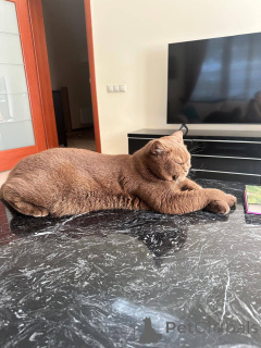 Photo №3. British shorthair male kitten. Germany