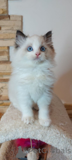 Photo №1. ragdoll - for sale in the city of Barsel | 310$ | Announcement № 160606
