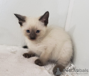Photo №1. siamese cat - for sale in the city of Portland | 650$ | Announcement № 65708