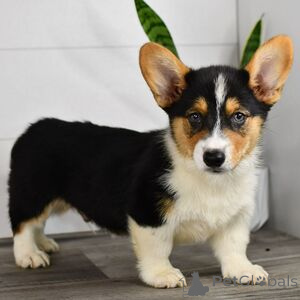 Photo №1. welsh corgi - for sale in the city of Arnsberg | 329$ | Announcement № 151404