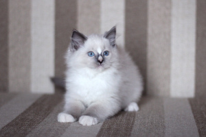 Photo №2 to announcement № 3947 for the sale of ragdoll - buy in Belarus private announcement