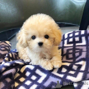 Photo №3. Cute lucky still available here for adoption Shes 10 weeks old Very friendly. Czech Republic